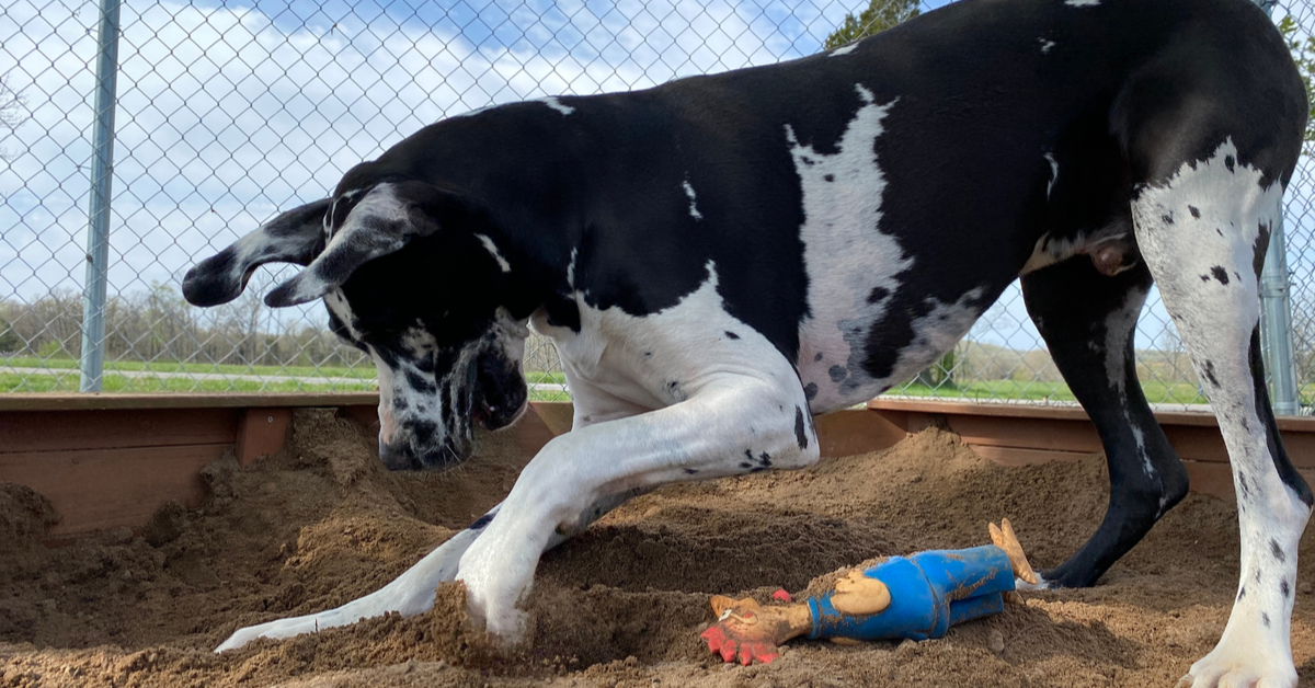how to stop a dog from digging under a fence