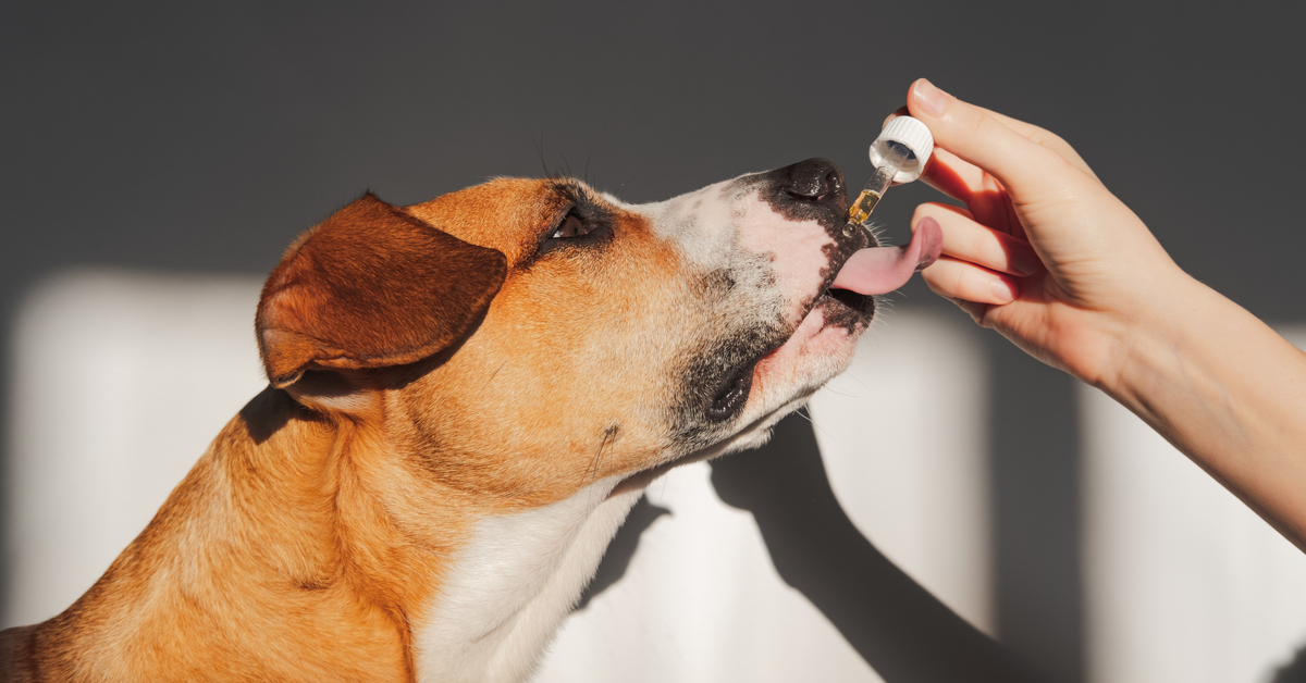 Natural Pain Relief for Dogs and How to Use Them | OH Blog