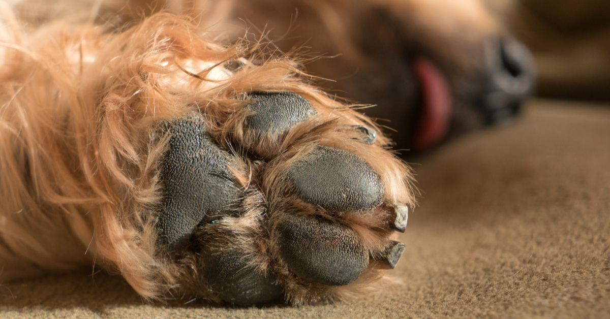 Dog Paw Pad Protection: Discover the Best Tactics to Keep Your Dog's Paws Safe
