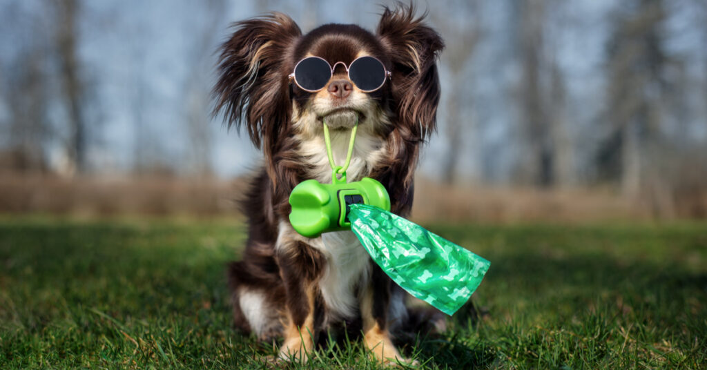 why is my dog's poop white? dog holding a poop bag