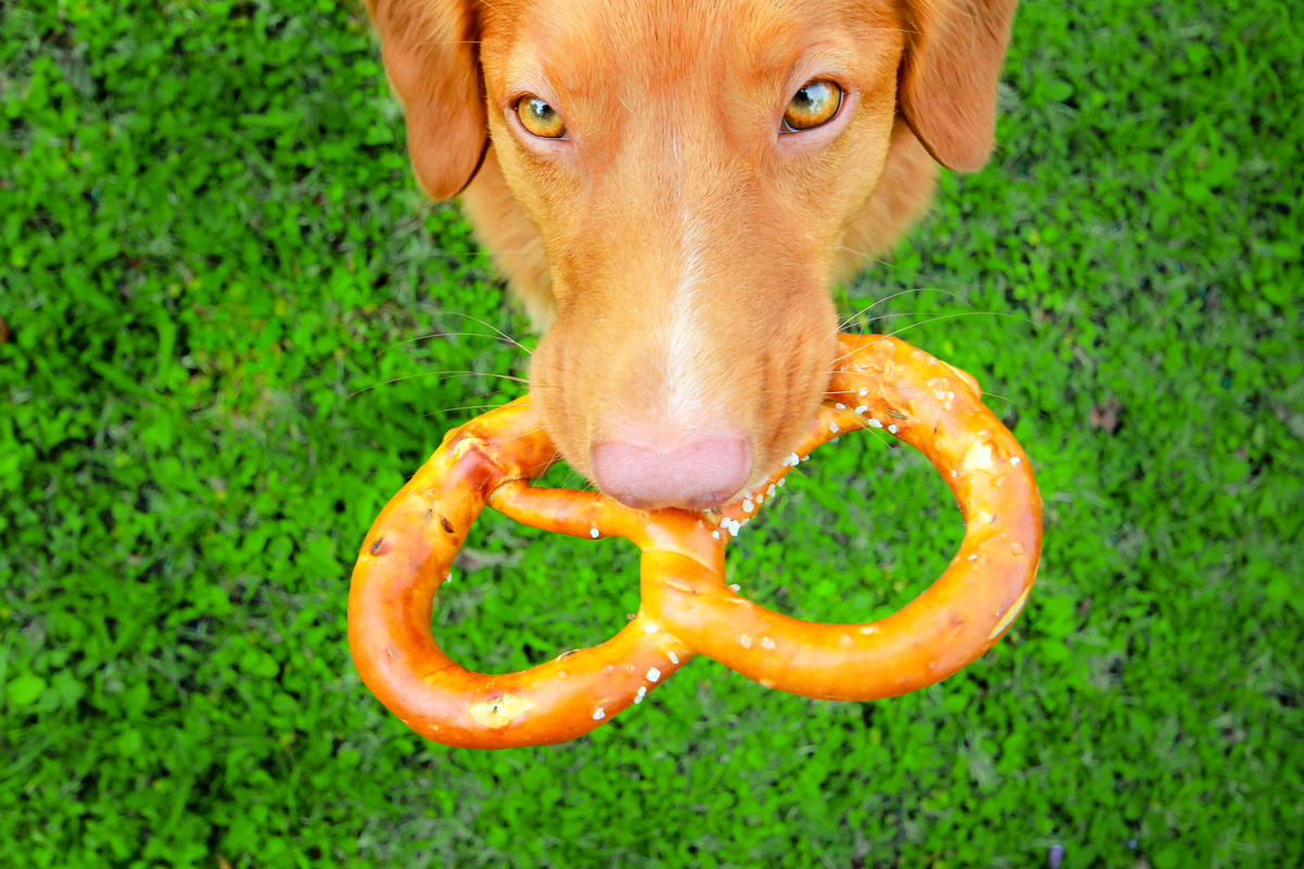 can dogs eat pretzels