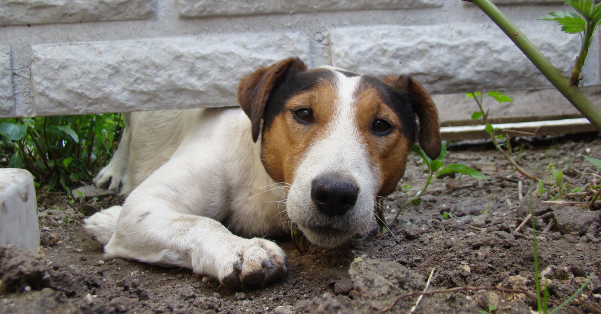 solutions dog digging under fence