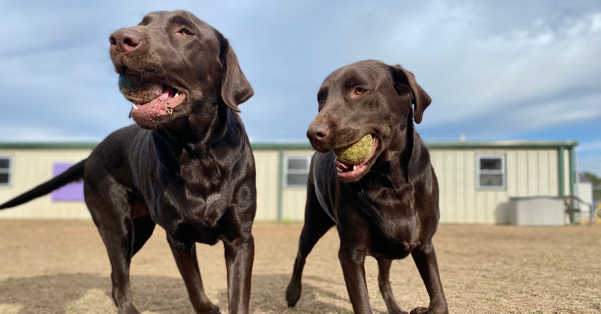 Canine Enrichment Solves Doggie Daycare Not For All Dogs - Pet Camp