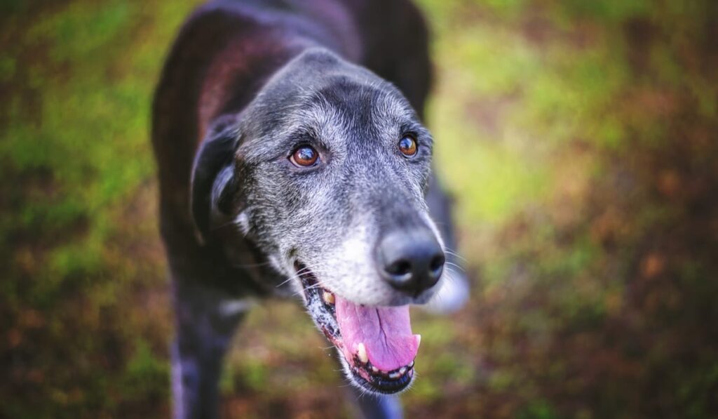 Pup Not Hydrating Enough? How to Trick Your Dog into Drinking Water