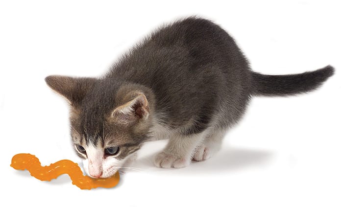 wiggle worm cat chew toy