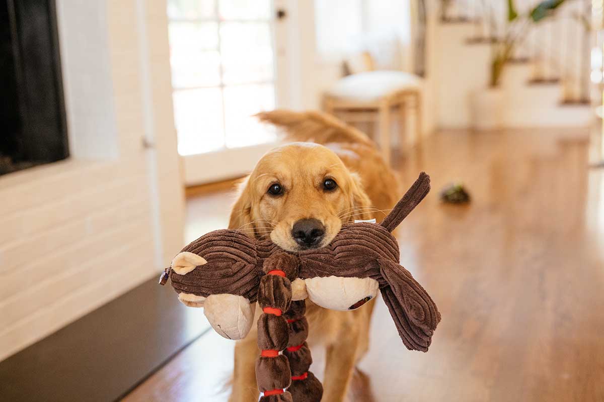 dog with toy in mouth. why do dogs bring you toys