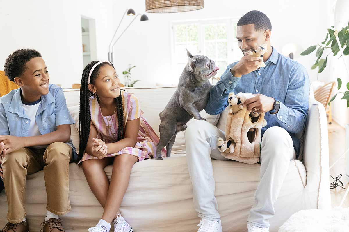 french bulldog toys. frenchie playing with family and hide and seek dog toys