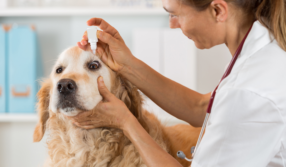 Toys for Deaf and Blind Dogs  Oakland Veterinary Referral Services