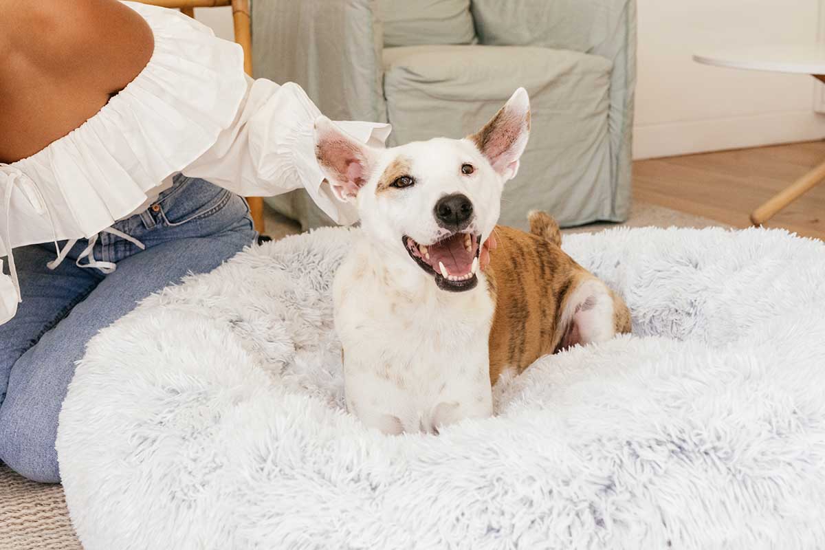 12 signs of an extremely happy pooch, by Adaptil, Happy Hound