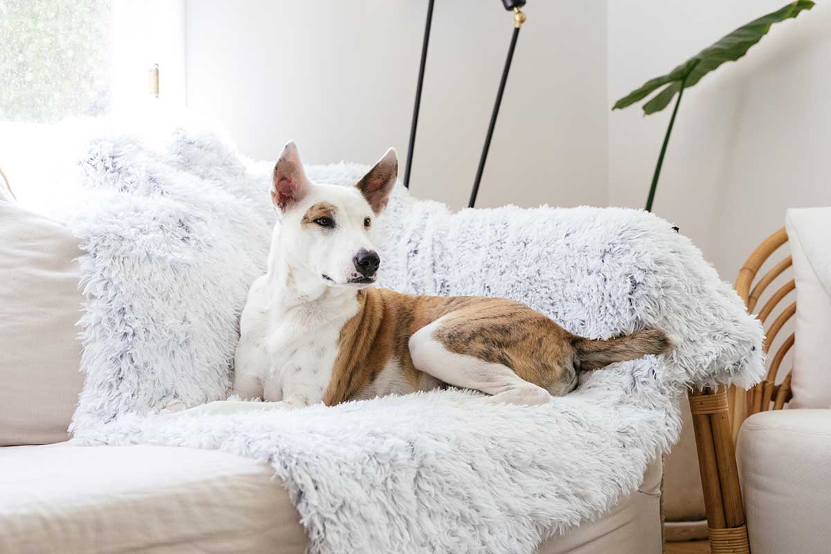 dog on pet blanket