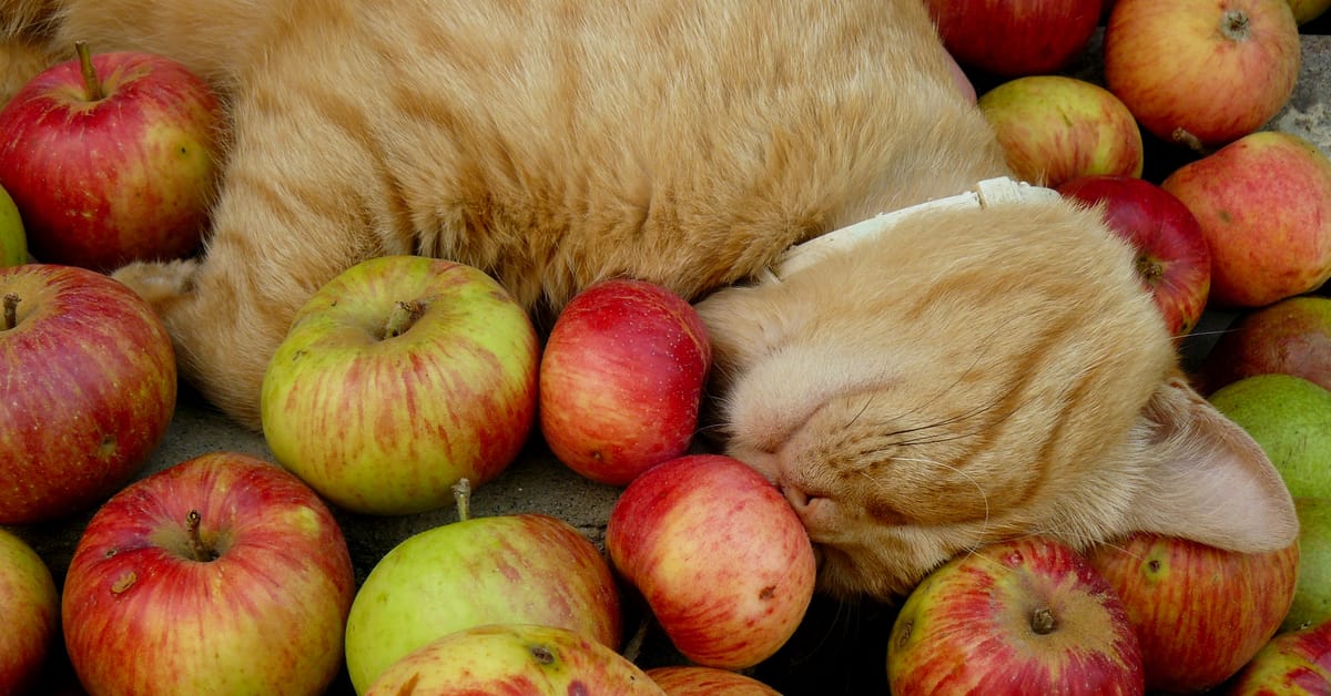 People Food and Cats: Can Cats Eat Apples? 