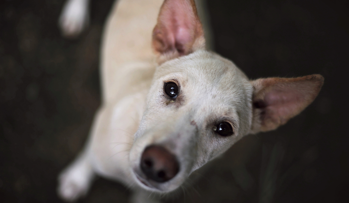 Dog tears hotsell in eyes