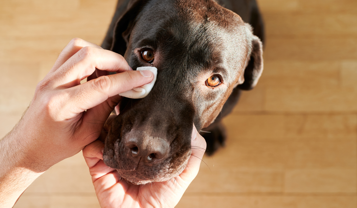 how to get tear stains off dogs eyes