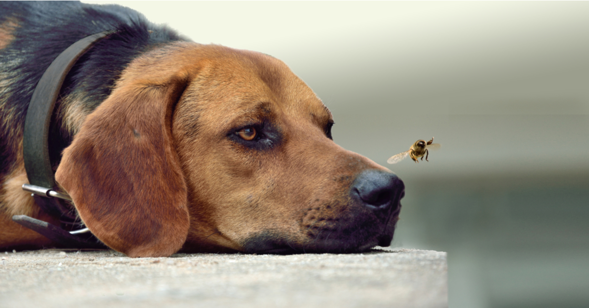 No-Fly Zone: How to Keep Flies Off Dogs – Outward Hound