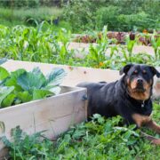 dog in a garden
