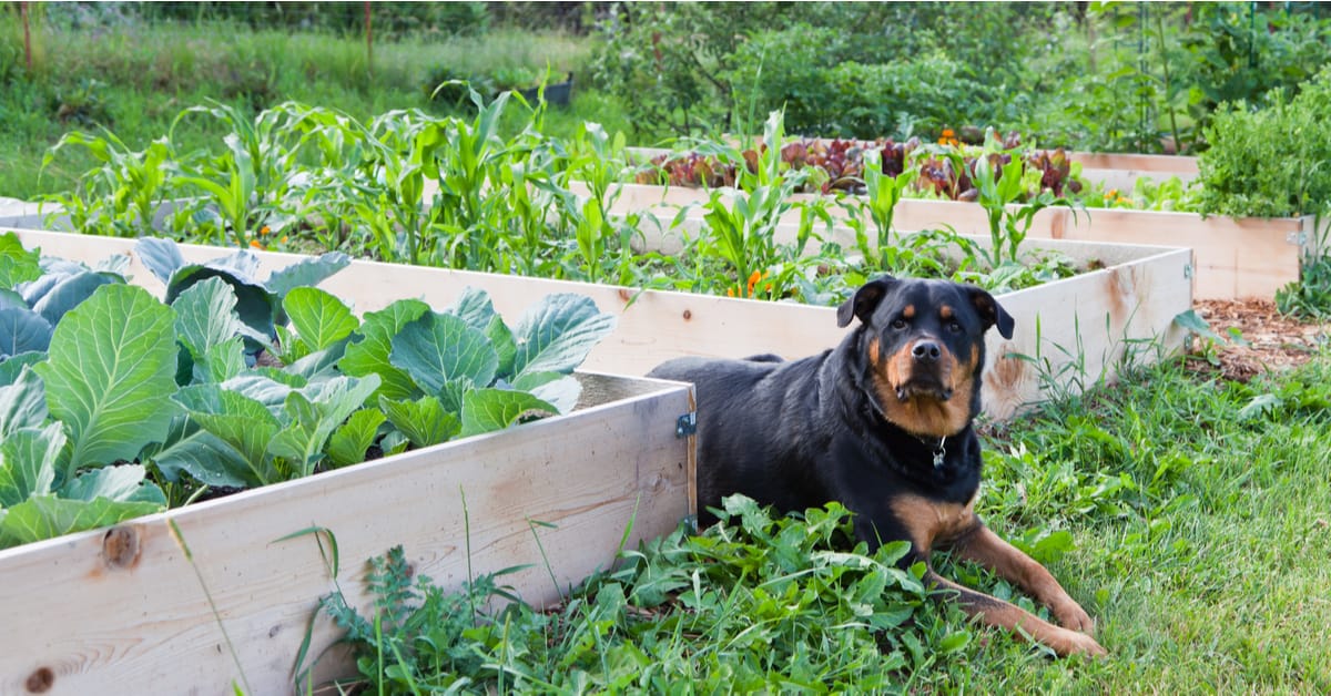 Gardening For People, Pets, and Pollinators