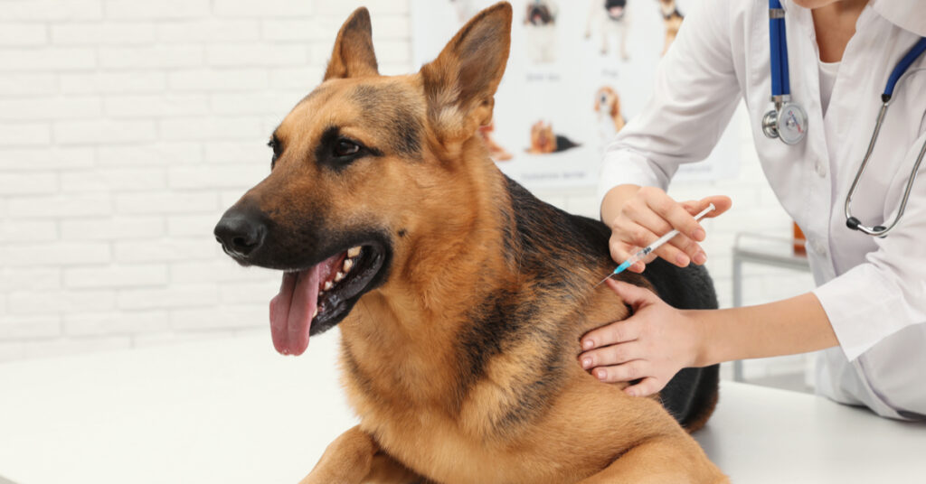 how often should dogs get rabies shots