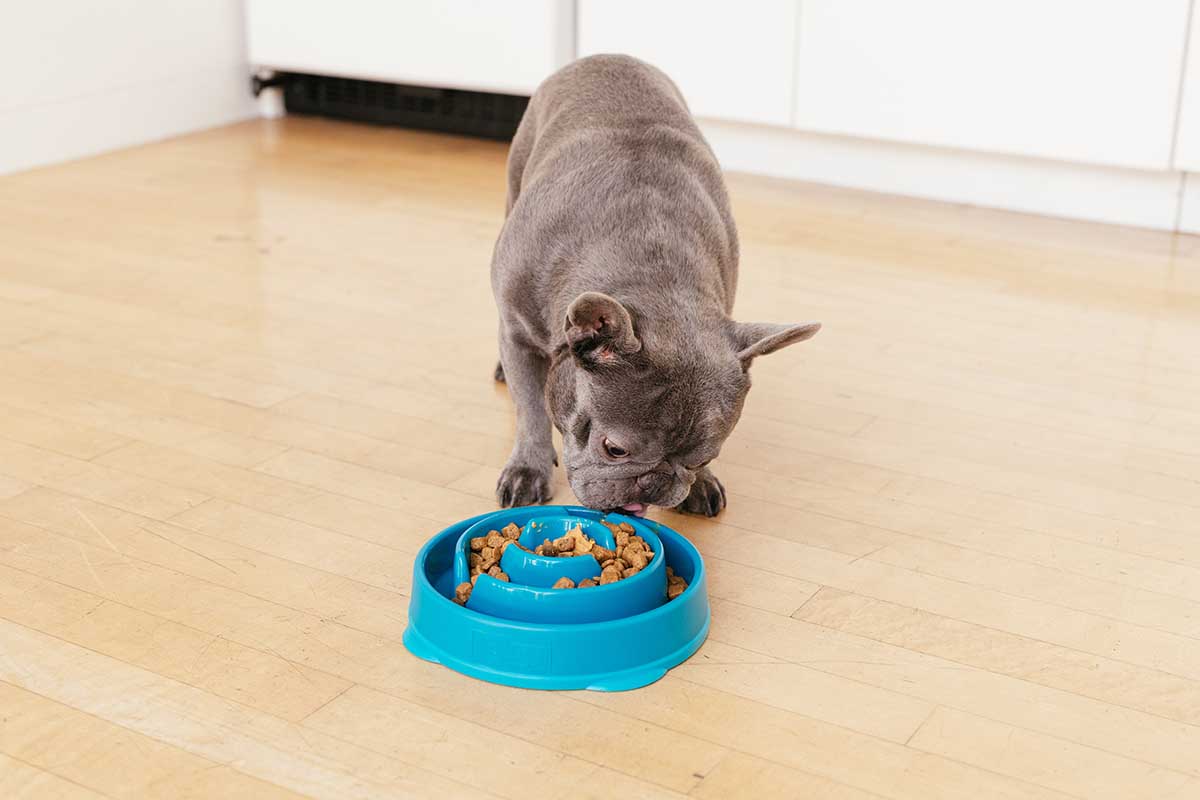 dog eating dog food out of slow feeder bowl