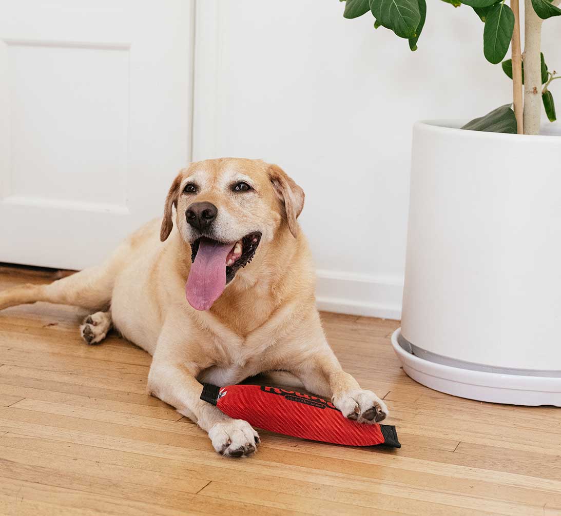 golden dog with toy