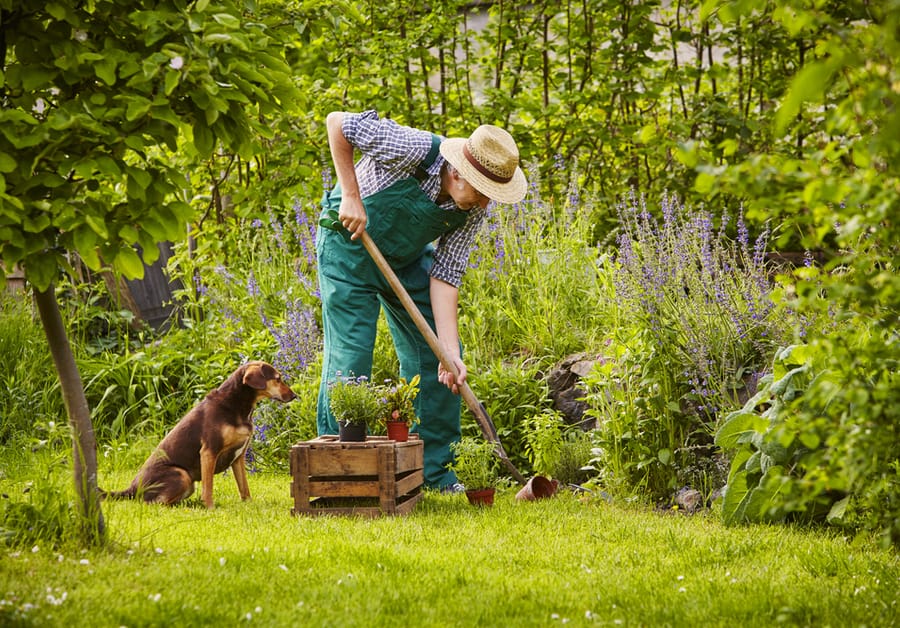 Petscaping: Helpful Tips for a Dog-Friendly Yard