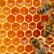 bee hive and honeycomb