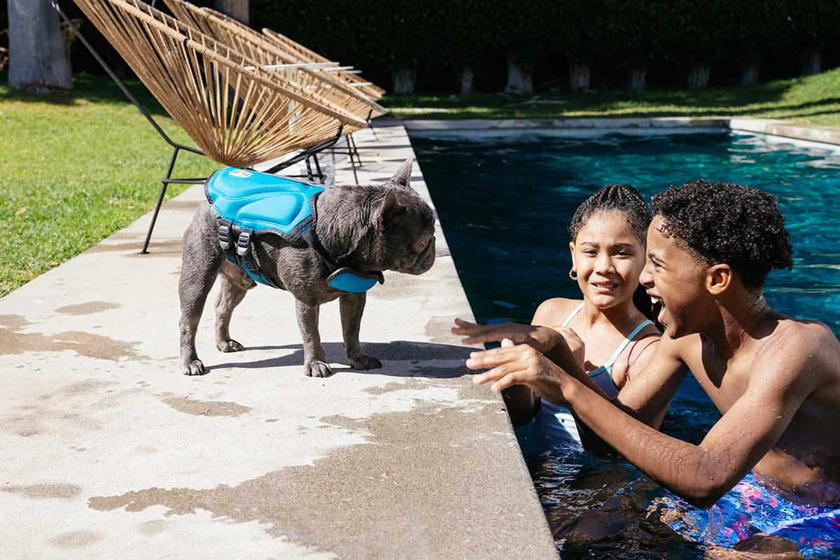 dog swim vest worn by a french bulldog