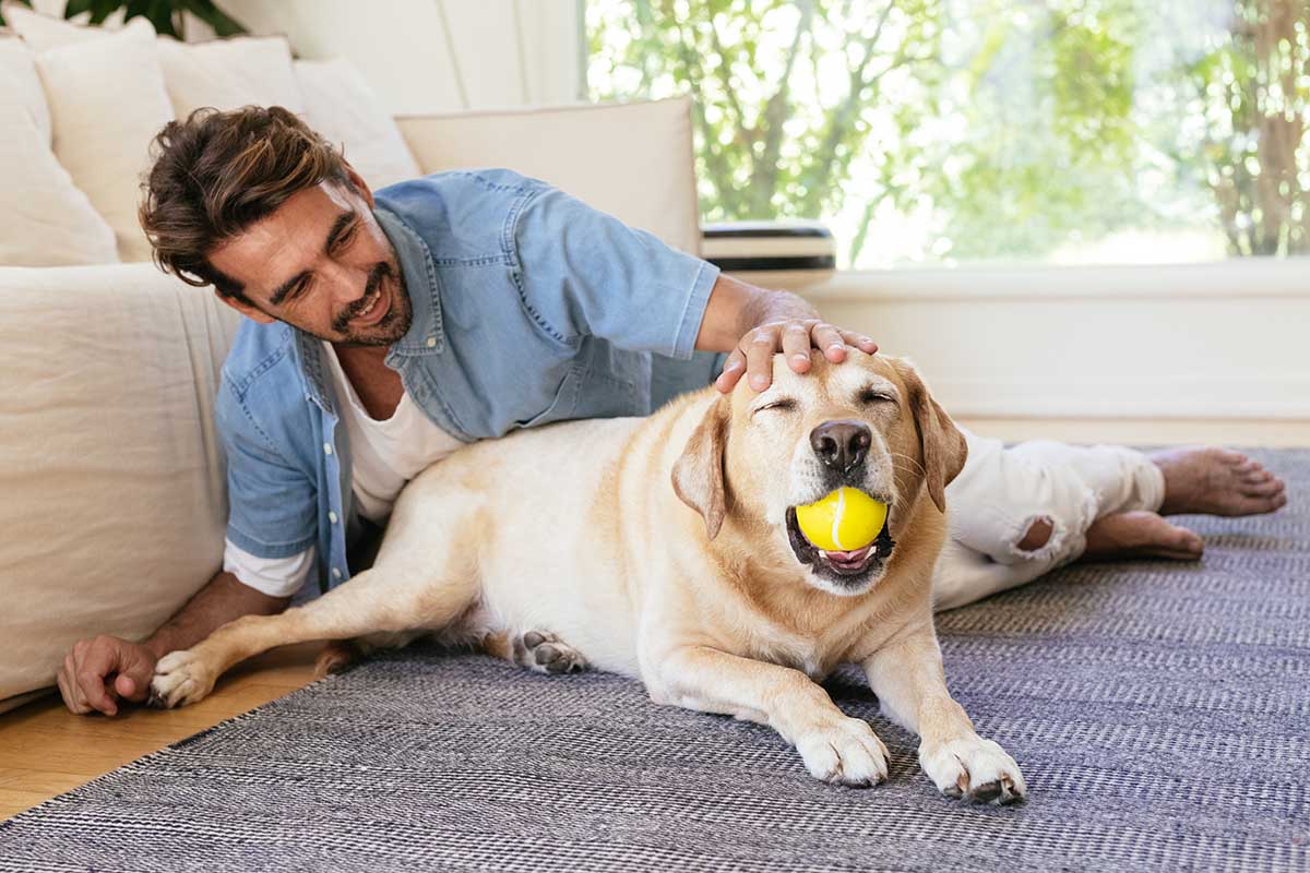 dog lounging with his human. best dog toys for labs