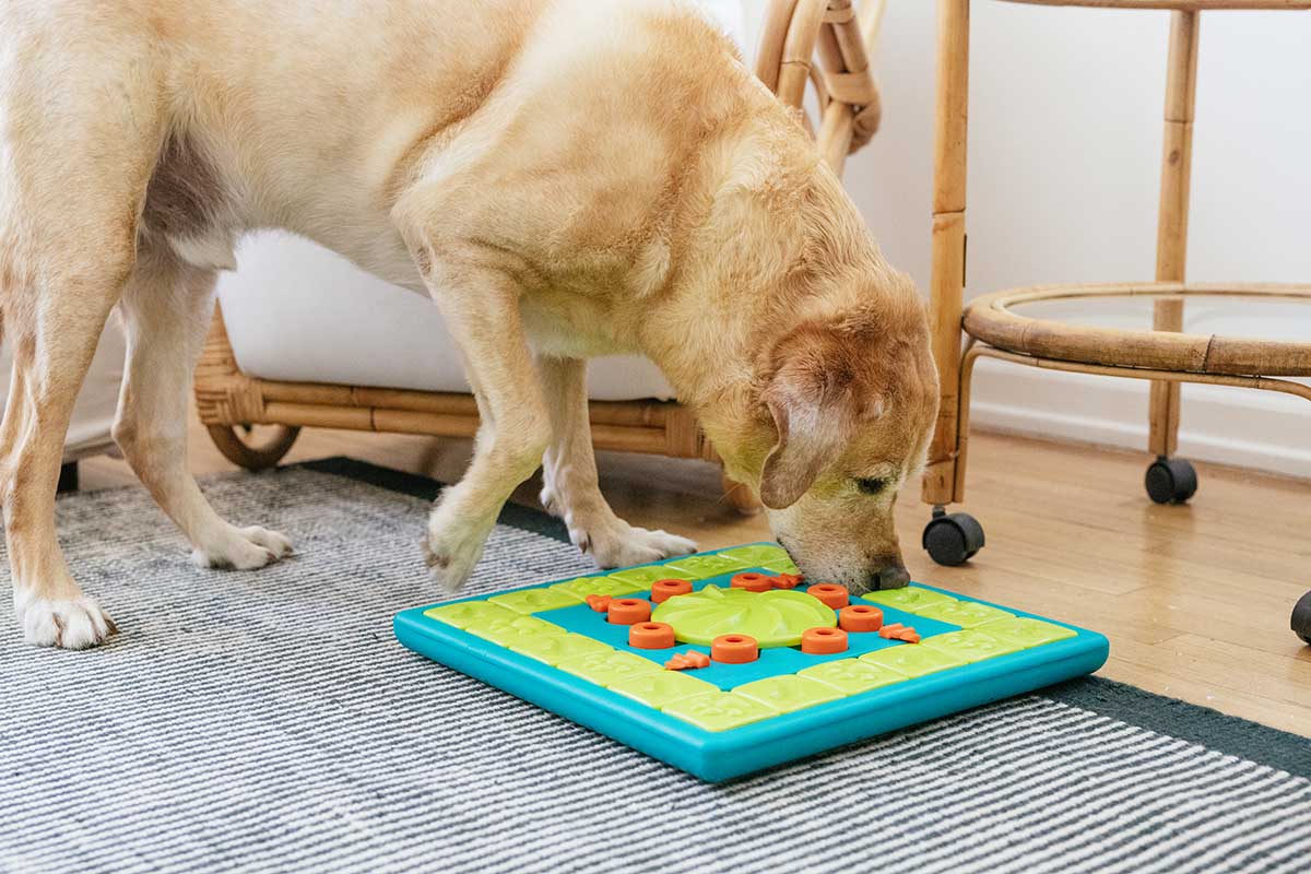 Our Dog Game Difficulty Levels Explained – Furtropolis