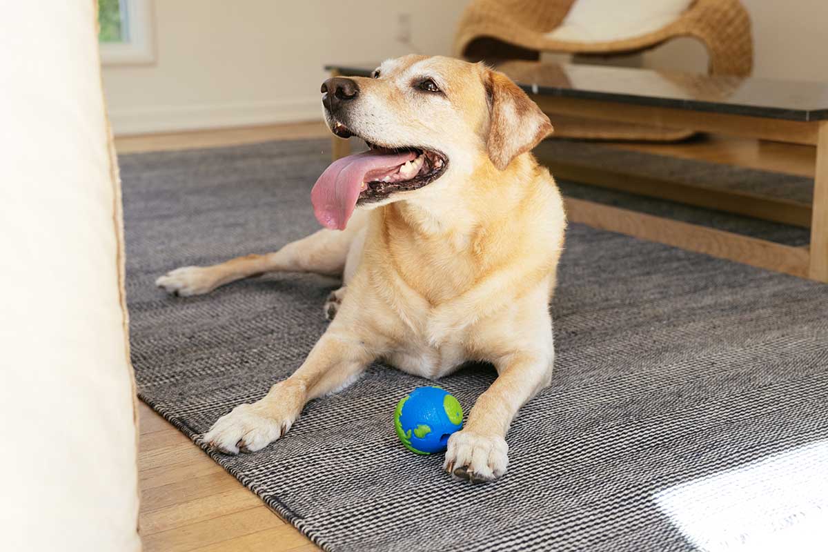 How to Build Confidence and Power in Your Herding Dog