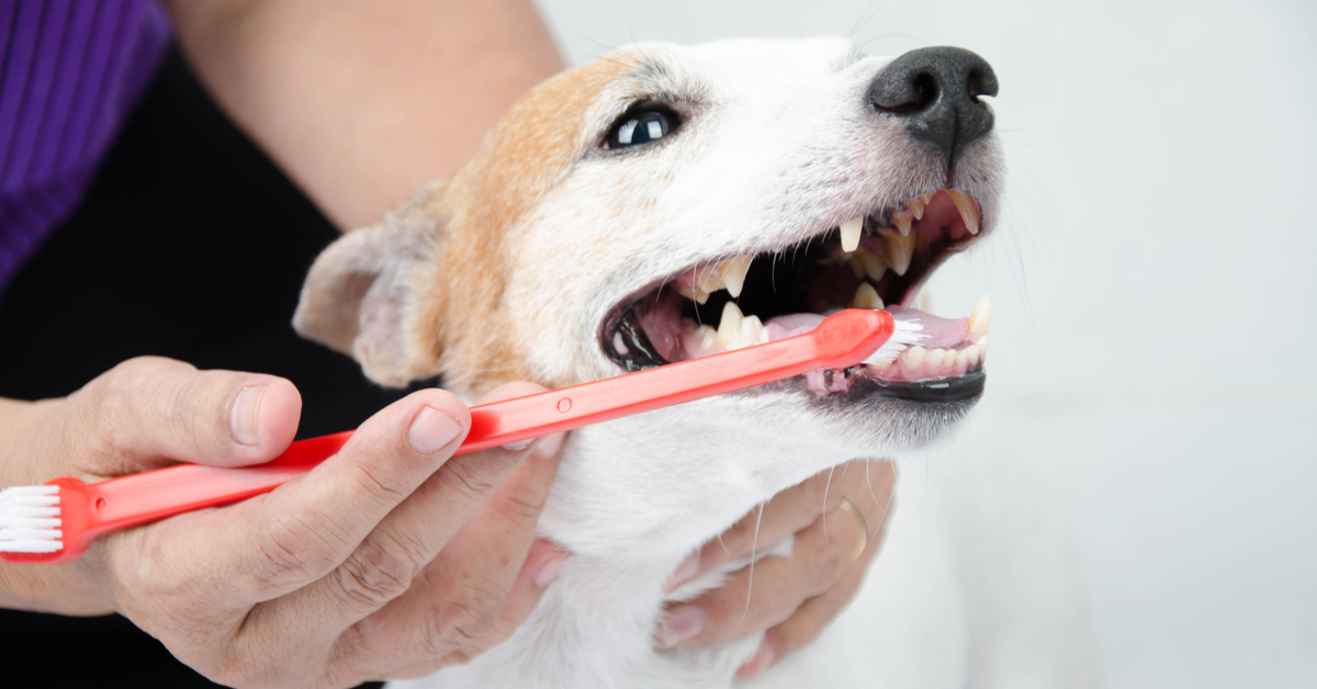 dog getting teeth brushed