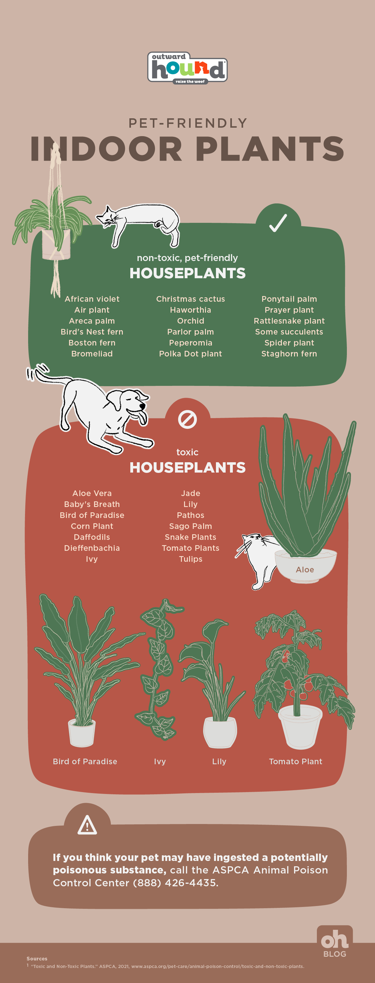 pet friendly indoor plants infographic