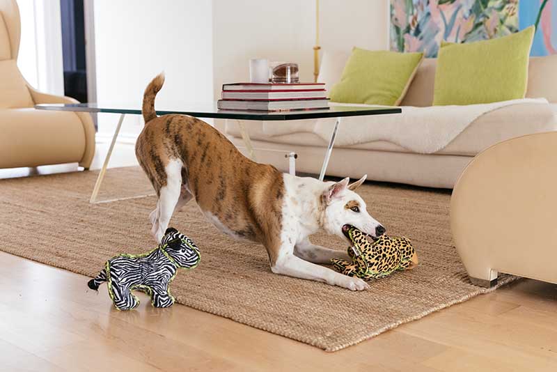 Stuffing Explosion: Why Do Dogs Destroy Toys?