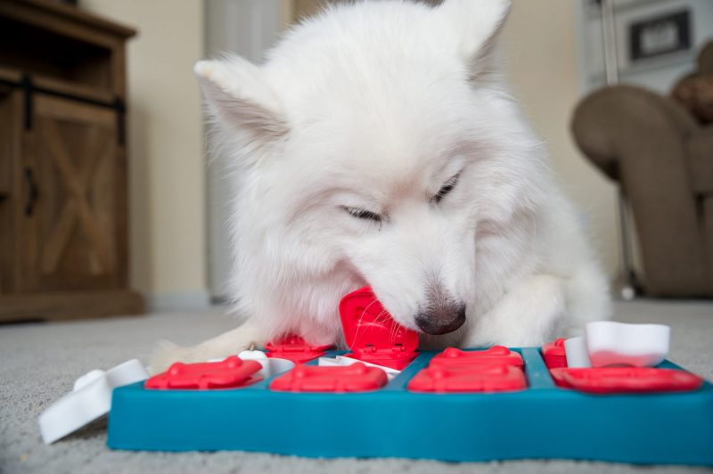 dog using dog brick puzzle