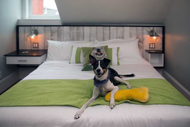 paws on pelham hotel room