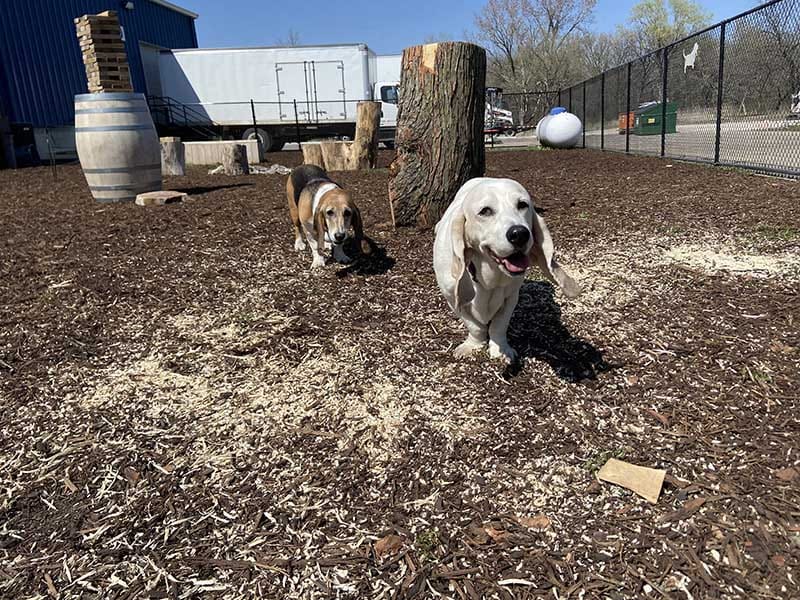 dog friendly breweries