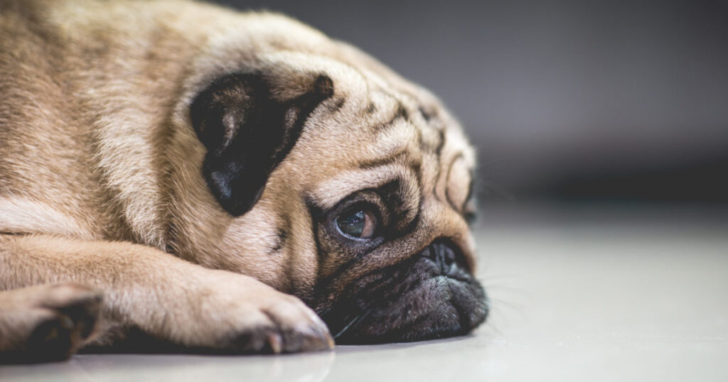 pug lying down