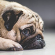 pug lying down. natural anxiety relief for dogs