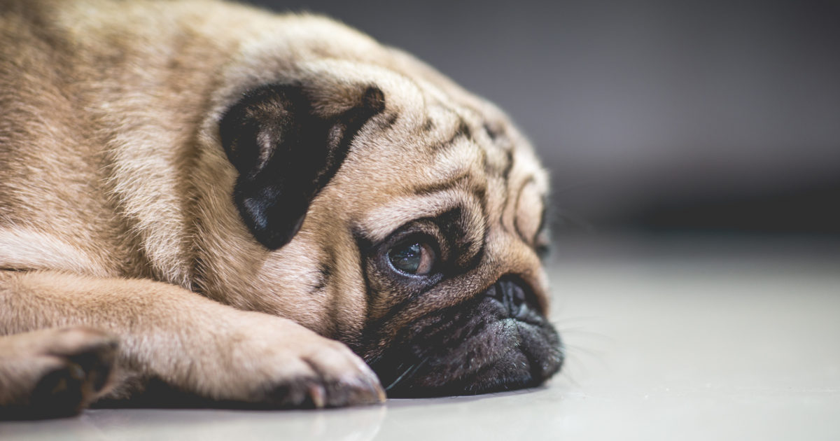 9 Signs of Stress in Dogs & Cats and How to Relieve Them
