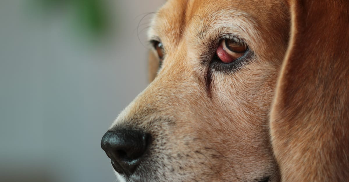 cherry eye in dogs