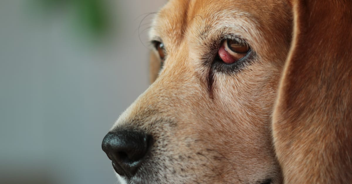 what causes a dogs third eyelid to show