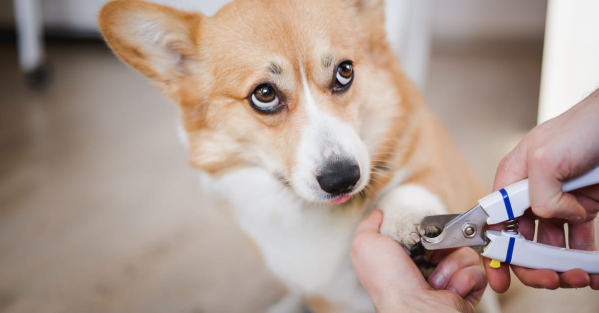 dog split nail