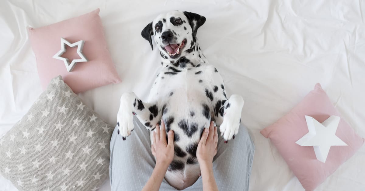 So … Do Dogs Have Belly Buttons?