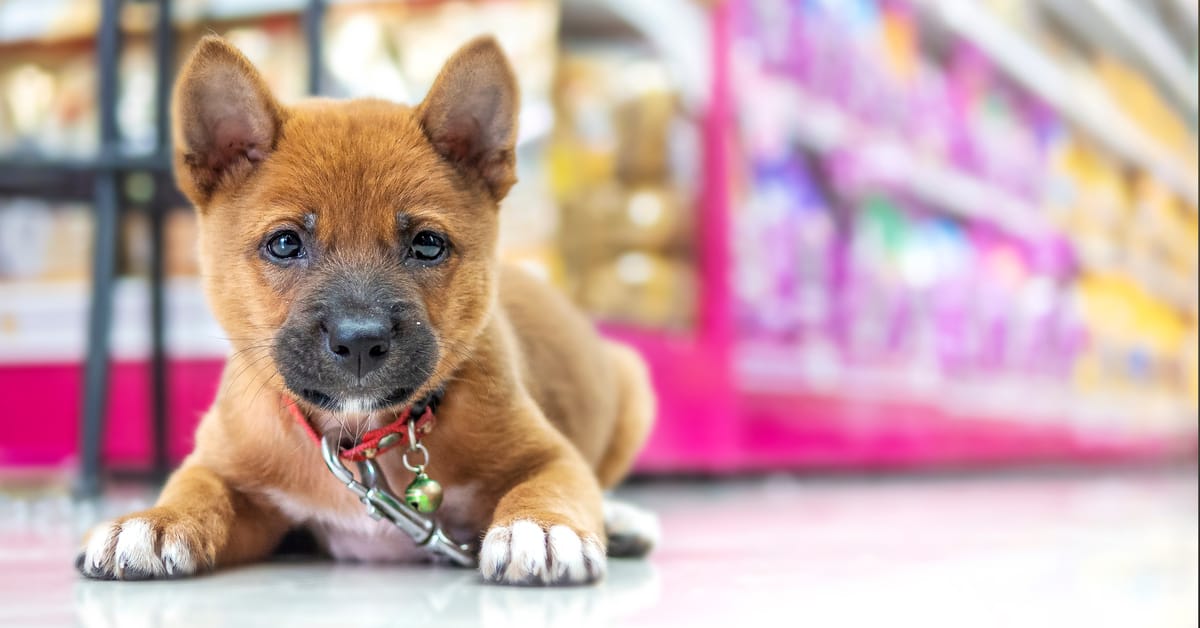 dog in a mall