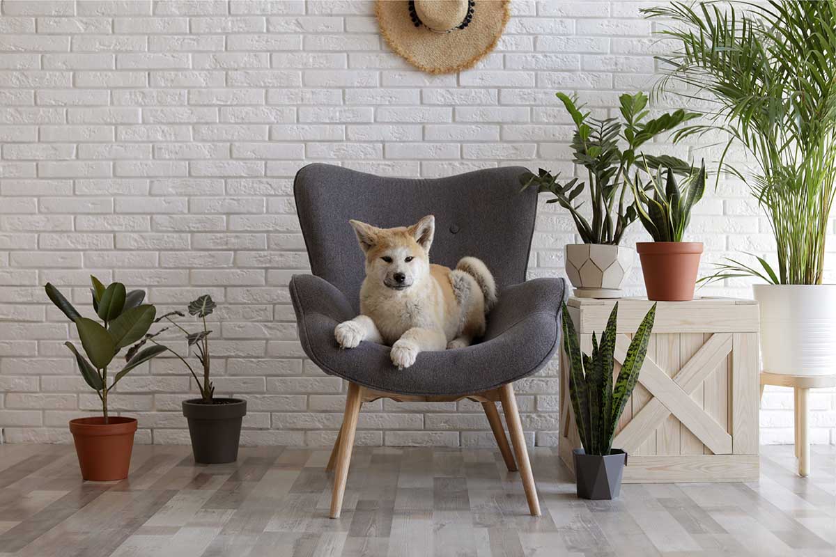 18 Pet Friendly Indoor Plants (and 9 to Avoid at All Costs)