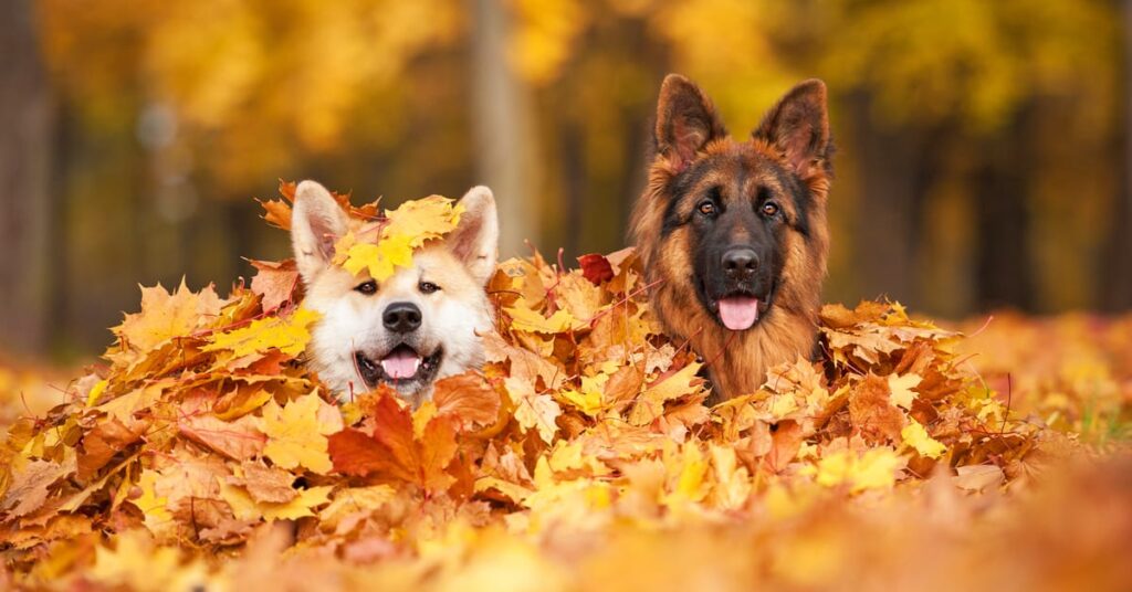 dogs in a pile of leaves