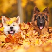 dogs in a pile of leaves