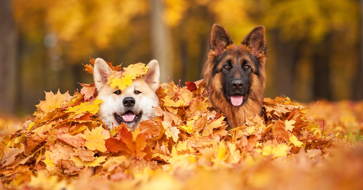 9 Dog-Friendly Fall Activities You & Your Pupkin Will Love
