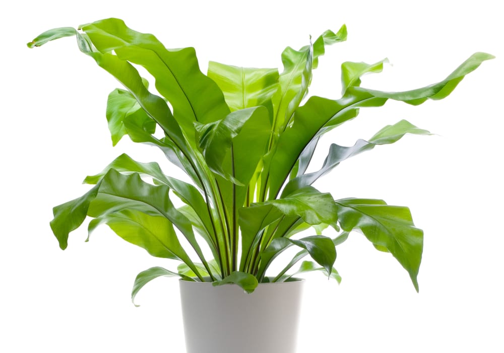 a bird's nest fern is a safe plant for pets