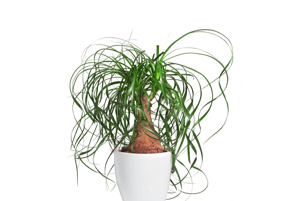ponytail palm plant