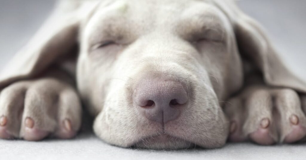 https://outwardhound.com/furtropolis/wp-content/uploads/2021/09/sleeping-dog-1024x536.jpg